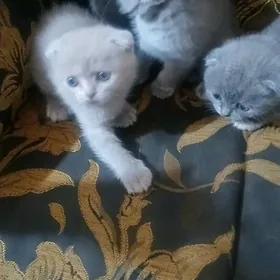дом.животные