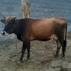sagylyan sygyr