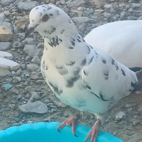 Kepderi