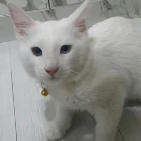 Котик 6мес турецкой породы