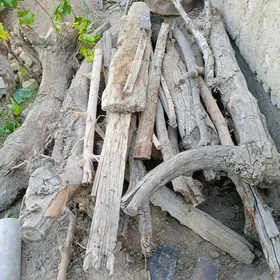 odun töňňe agaç