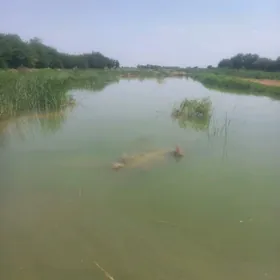 balyklar