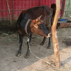 Göle Tüwe