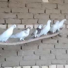 Kepderi