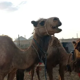 kosekli duye