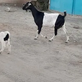 Owlakly geçi
