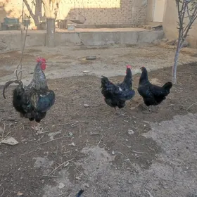 gigant  brama yumurtga