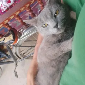 ШАТЛАНИСКИ КОТ