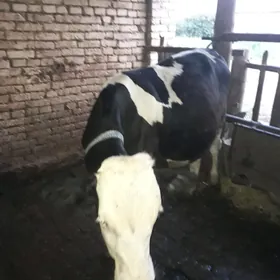 semental gara ala okuzce