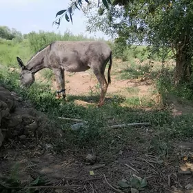 eşek