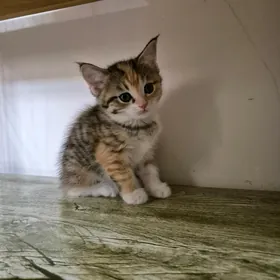 Котята