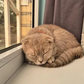 шотландский вислоухий кот