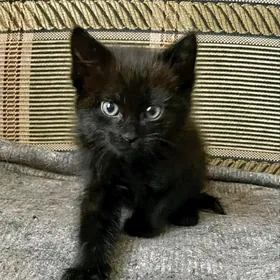 Котёнок Pişik