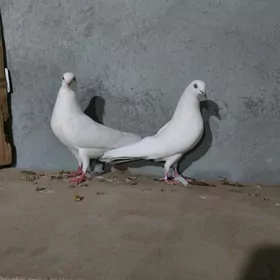 kepderi