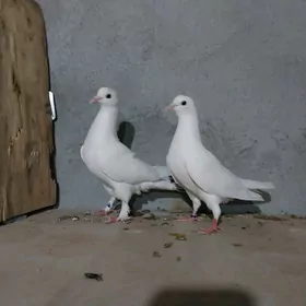 kepderi