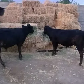 3 sany okuz