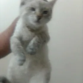 Персидская Кошка