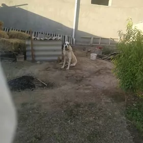 алабай