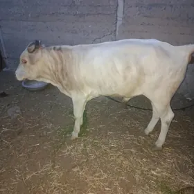 ÖKÜZ