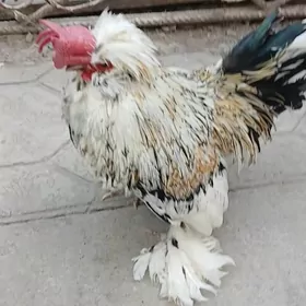 yaponcik