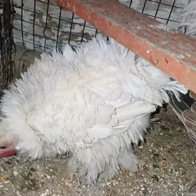 karlik towyk kirpi tuy