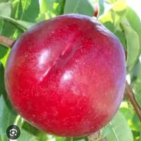 TURK NAHAL NEKDARIN