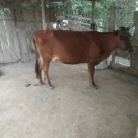 goleli sygyr