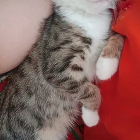 котёнок,