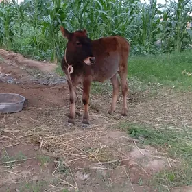 göle