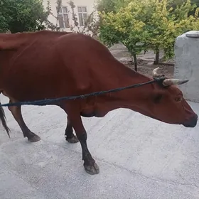 Sygyr