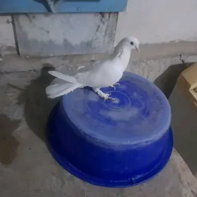 Satlyk kepderi
