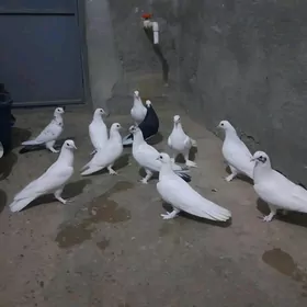 Satlyk kepderi