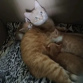 Котята домашние