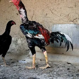 Taşkent Horaz