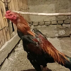 horaz