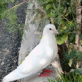 Kepderi