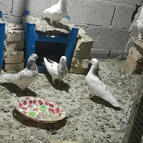 kepderi