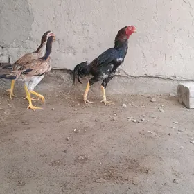 baysow