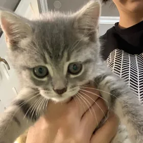 котенок девочка