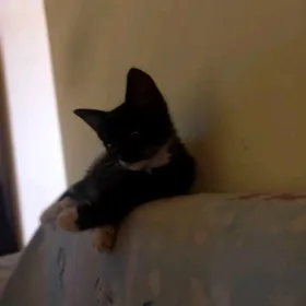 котенок