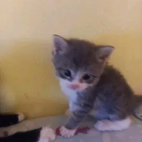котёнок