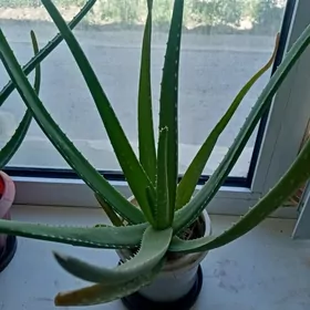 aloe