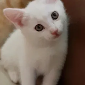 отдам котенка
