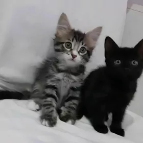 отдам котят