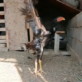 ARASSA KAREÝ