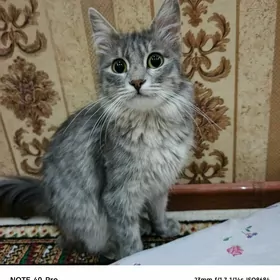 puşisdy pişik