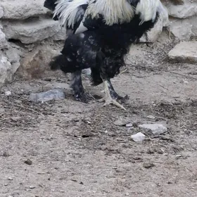 horaz paroda
