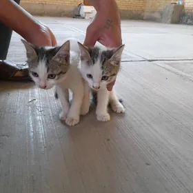 Котёнок