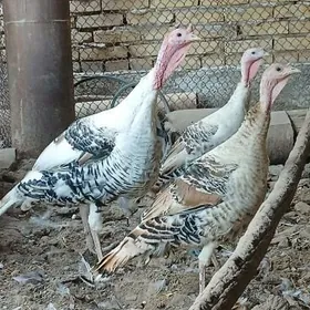 индюк