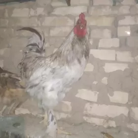 horaz